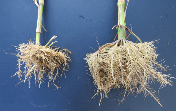 玉米根系比较，在右边处理的根部有较大的根系
