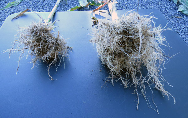 玉米根系比较，在右边处理的根部有较大的根系