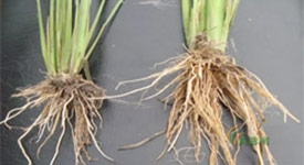 稻根比较，右边处理的根部具有较大的根系统