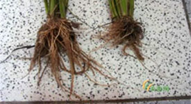 水稻根系比较，在右边处理的根部有较大的根系