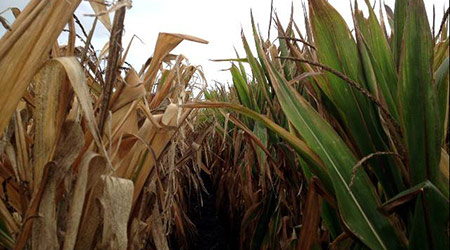 图片来源:SabrEx®玉米在2012年干旱季节的表现