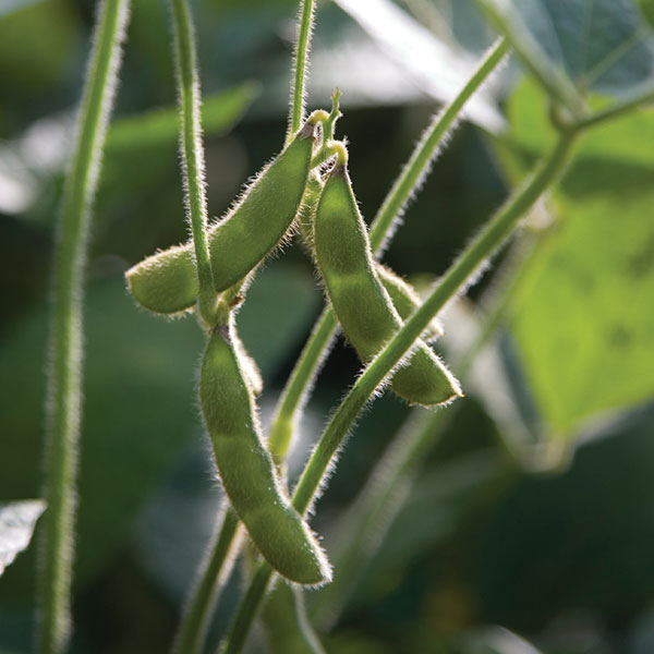 美国的最佳格鲁吉亚历史大豆产量的孕育一部分